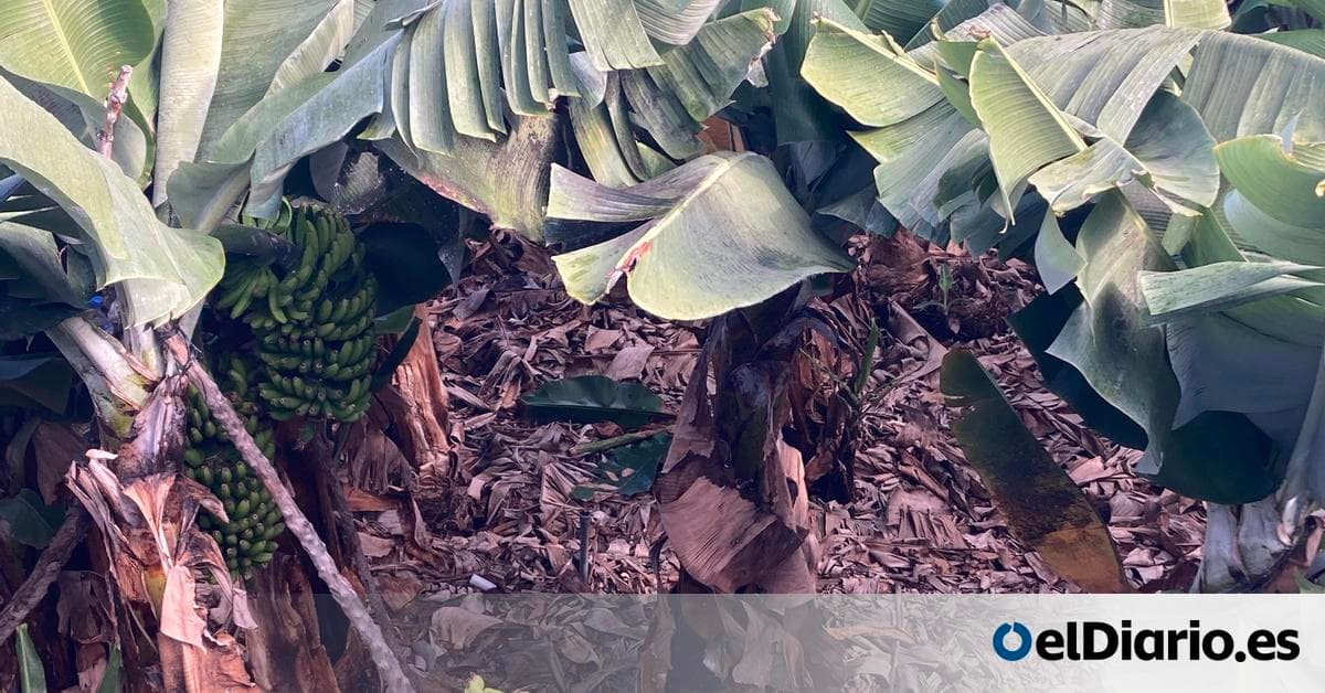 Sector platanero canario busca precios rentables desde febrero