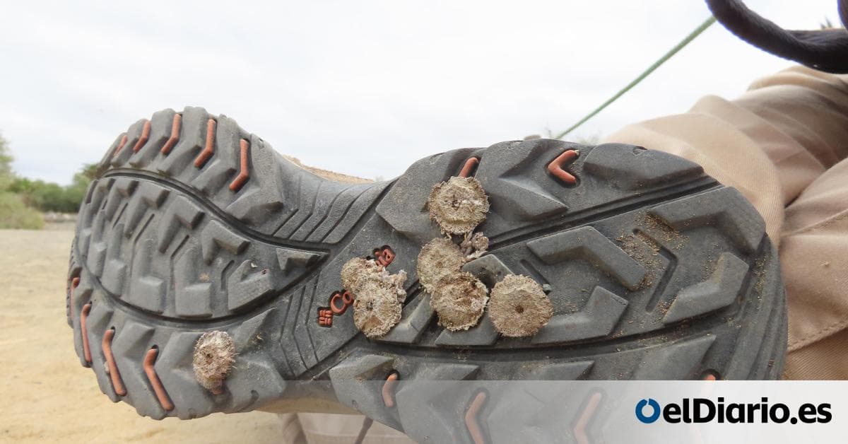 Invasión vegetal amenaza ecosistema protegido en Canarias